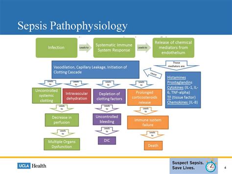 Sepsis Pathophysiology Nursing