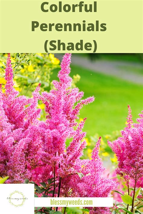 Fairy crassula, sedum, aloe vera, jade, devil's backbone, many different kinds of in the warmer climates, plant them in dappled to full shade. Colorful Perennials: Full Sun, Shade, Landscapes, Garden ...