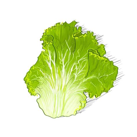 ᐈ Lechugas Animadas Imágenes De Stock Vector Lechuga Descargar En