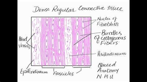 Learn To Make Dense Regular Connective Tissue YouTube