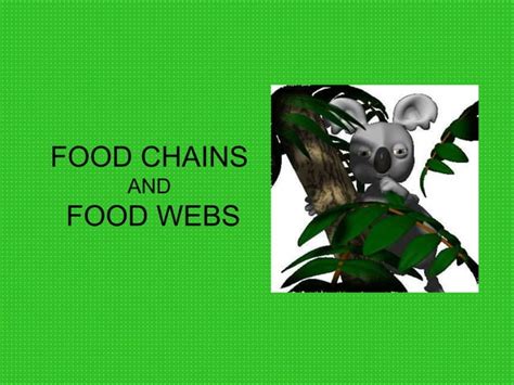 Food Webs And Chains Explained Ppt