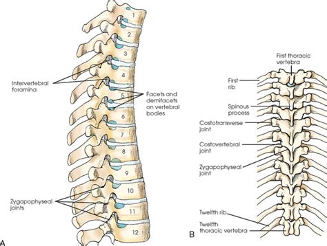 Vertebral Column Radiology Key