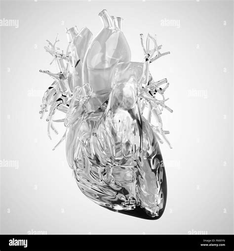 Human Heart Artwork Hi Res Stock Photography And Images Alamy