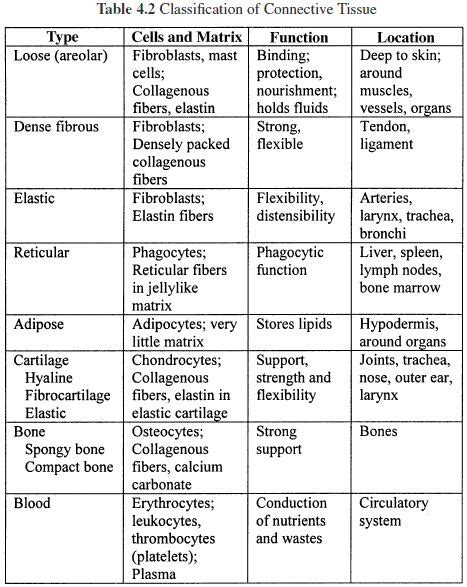 Types Of Tissues Worksheet Answers Student Anatomy And Physiology