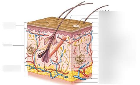 Layers Of The Skin Label Diagram Quizlet