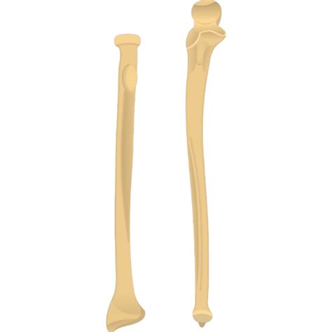 Radius And Ulna Bones Anatomy Getbodysmart