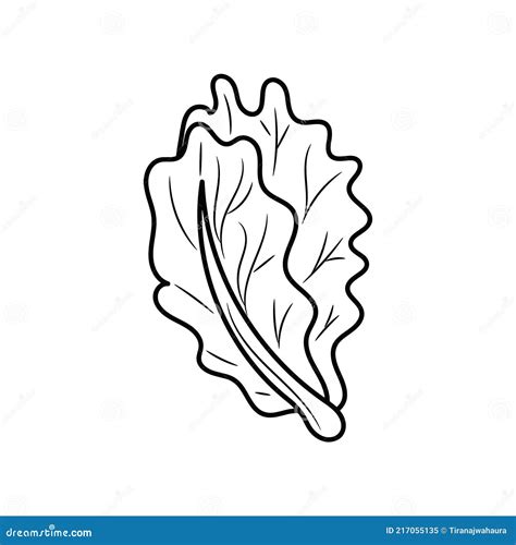 Simple Mano Dibujada De Ilustraciones De Vectores De Lechuga