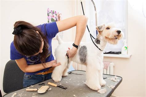 Grooming Dogs