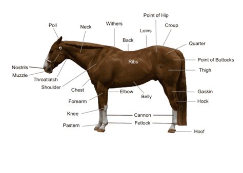 Horse Diagram The Main Body Parts Of A Horse Seriously Equestrian