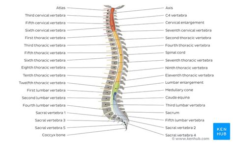 Vertebral Column Anatomy Vertebrae Joints And Ligaments Kenhub