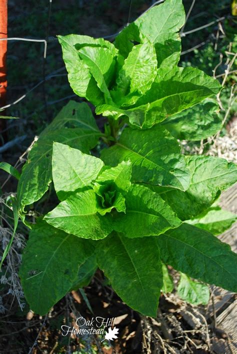 The descriptions and facts of the plants are written in a pedestrian fashion which i find unprofessional for a book claiming to give extensive knowledge of edible and medicinal plants. Pokeweed - Oak Hill Homestead