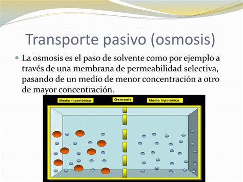 Ppt Teoria Celular Estructura Y Transporte Powerpoint Presentation