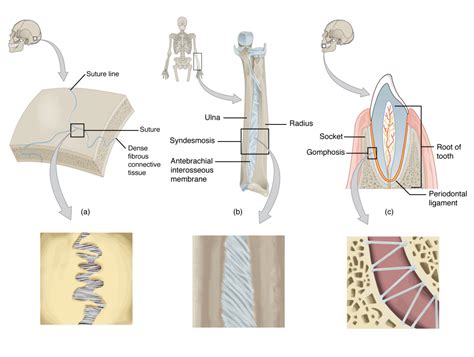 Fibrous Joints Anatomy Physiology