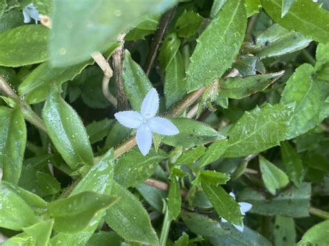 Buttonweed From Nw Green Oaks Blvd Arlington Tx Us On October 1