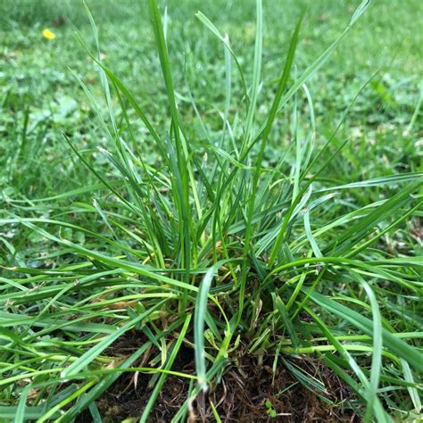 A Guide To The Top 10 Most Common Lawn Weeds Myhometurf