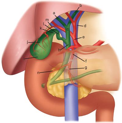 Gallbladder And The Extrahepatic Biliary System Basicmedical Key