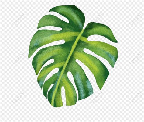 Ilustraci N De Hojas De Colores Png Planta Hoja Hojas Png Y Psd The