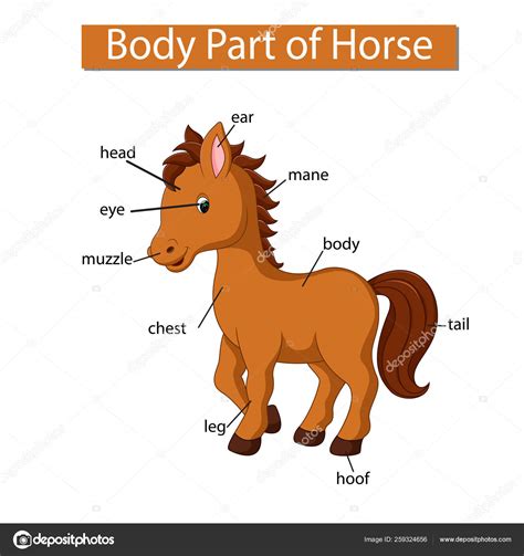 Diagram Showing Body Part Horse Stock Vector Image By ©hermandesign2015