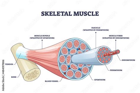 Skeletal Muscle Structure With Anatomical Inner Layers Outline Diagram