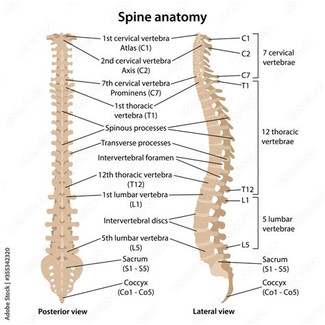 Vertebral Column Diagram Labeled