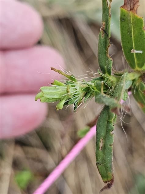 Rough Buttonweed From Paige Tx 78659 Usa On October 23 2023 At 0956