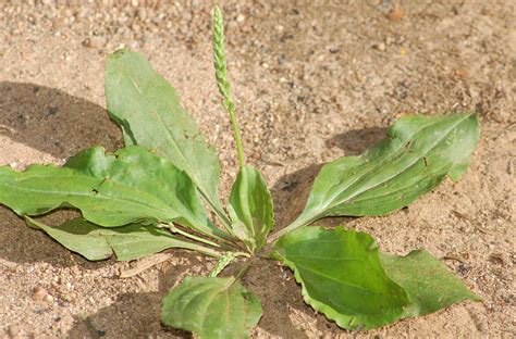 Identifying 9 Common Lawn Weeds