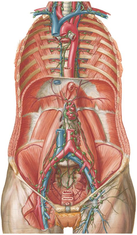 Diagram Of Lymph Vessels And Nodes Of Posterior Abdominal Wall Quizlet