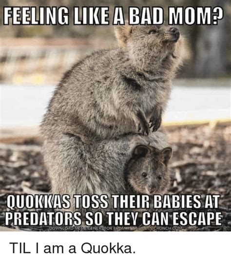 Easily add text to images or memes. 25+ Best Memes About Quokka | Quokka Memes