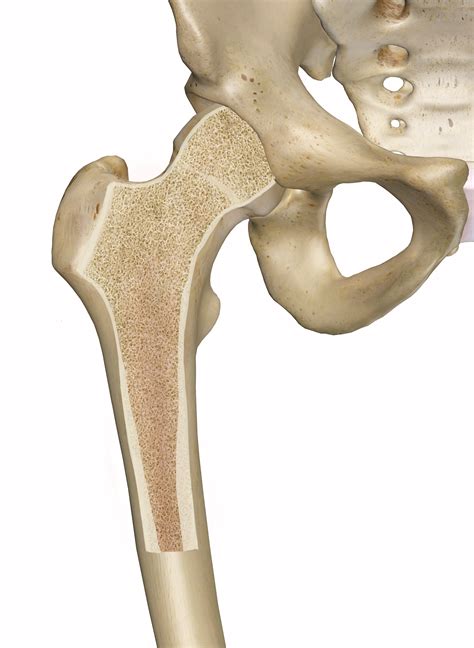 There is a thin outer layer of dense connective tissue called 'periosteum'. Femur Cross-Section - Anatomy Pictures and Information