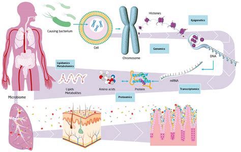 Immunopathophysiology Of Human Sepsis Ebiomedicine