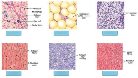 Activity Connective Tissue Histology Diagram Quizlet