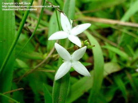 Plantfiles Pictures Diodia Species Virginia Buttonweed Diodia