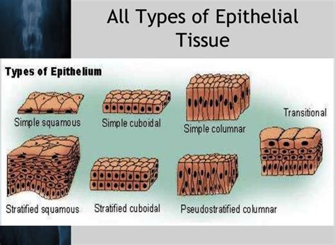 Structure Of Epithelial Tissue