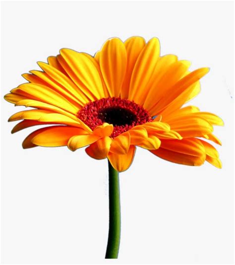 We did not find results for: Flowers Png - Gerbera Flower No Background PNG Image ...