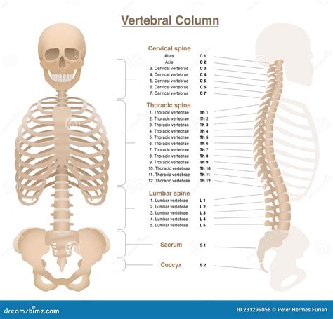 Vertebral Column Backbone Spine Labeled Chart Stock Vector