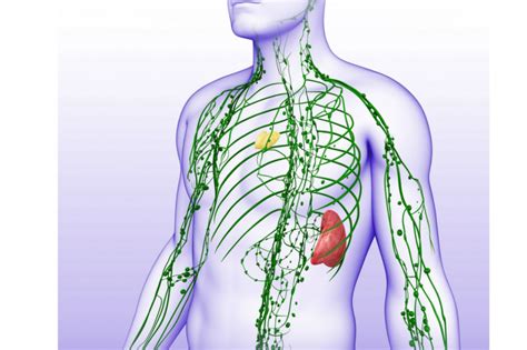 The Lymphatic System Includes The Thymus And Nodes