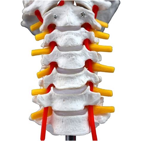 Cervical Vertebral Column With Spinal Nerves And Arteries