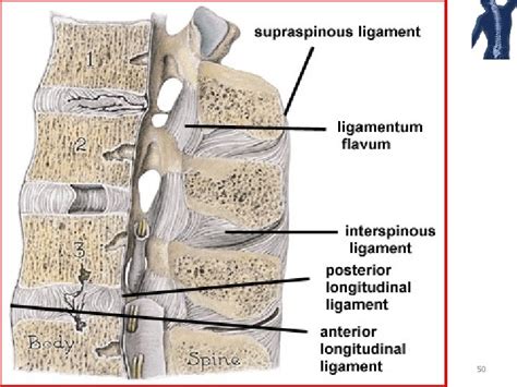 Joints Of The Vertebral Column Spine By Sara