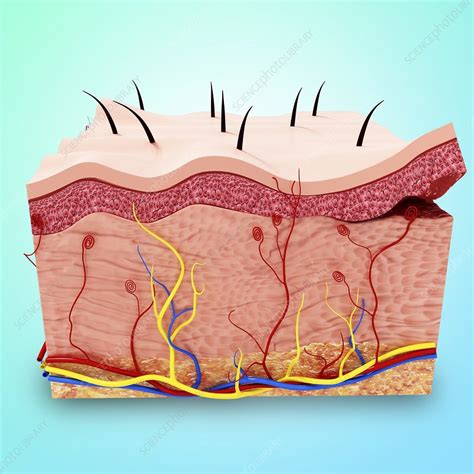 Human Skin Anatomy Artwork Stock Image F0080301 Science Photo Library