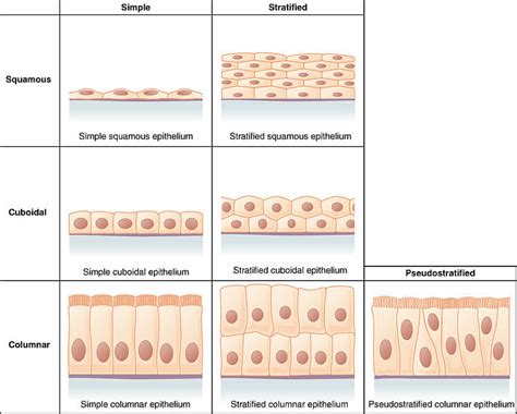 Epithelial Tissue Epithelium Definition Types And Function