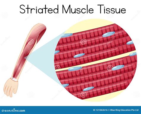 Striated Muscular Tissue