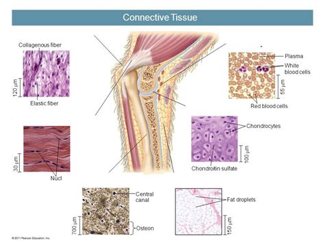 Connective Tissue Diagram Quizlet