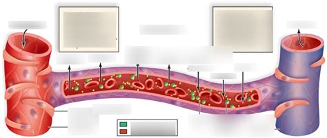 Capillary Exchangetissue Fluid Diagram Quizlet