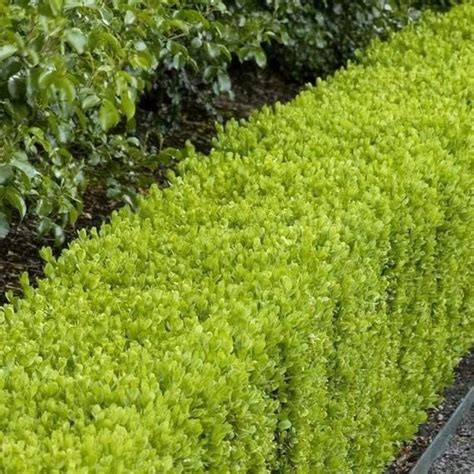 Path lined with mini hedges. Dwarf English Boxwood Shrubs for Sale | Garden Goods ...