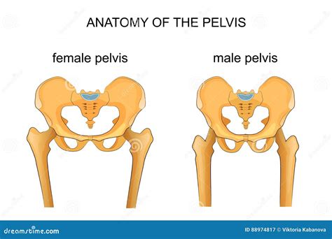 Comparison Of The Skeleton Of The Male And Female Pelvis Stock Vector