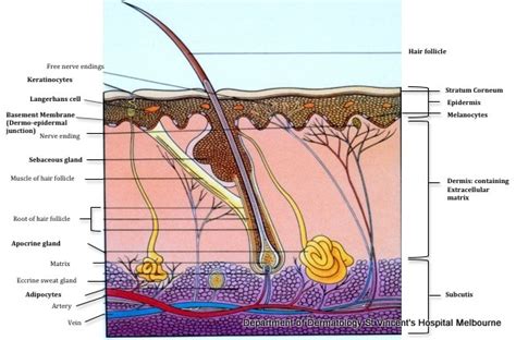 Acd A Z Of Skin Skin Structure And Function