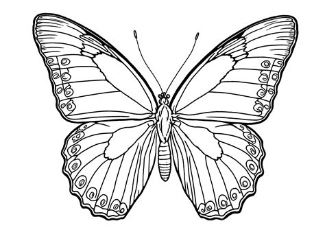 Pretty And Simple Butterfly To Color Butterflie Coloring Pages For Kids