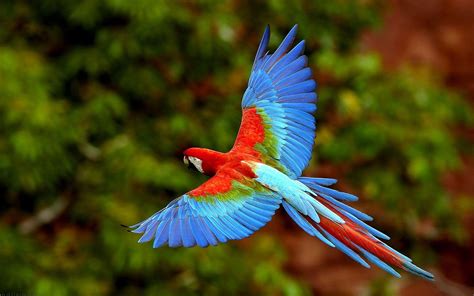 Parrot Wallpapers Wallpaper Cave