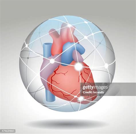 118 Glass Human Heart Stock Photos High Res Pictures And Images