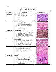 Human Body Tissues Types And Functions Course Hero